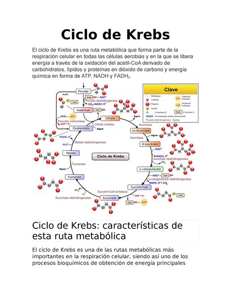 ruta metabolica